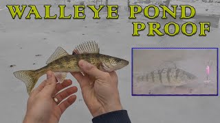 Walleye amp Perch Growth in Pond  Bonus Bluegill Ice Fishing [upl. by Leff]