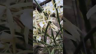 Brassavola Perrini orquideascollection orchid viralvideo flores coleção [upl. by Akinuahs]