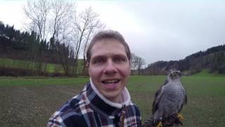 Goshawk vs Crows 10 [upl. by Anailli]