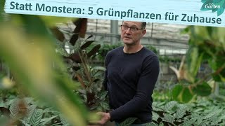 Alternativen zur Monstera Schöne Grünpflanzen für den Dschungel im Wohnzimmer  MDR Garten [upl. by Nahamas]