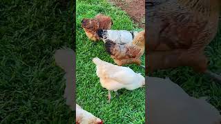 Comparing Flopsies eggs with Easter Egger eggs animalshorts animallover chickens [upl. by Daas]