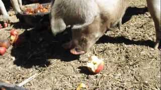 Gloucestershire Old Spot Pigs Enjoying Apples [upl. by Godderd]