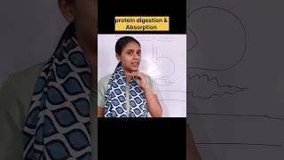 Protein digestion and absorption shorts ytshorts shortvideo anm gnm mededtube nutanmehta20 [upl. by Yvi732]