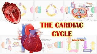 THE CARDIAC CYCLE  CIRCULATION AND BODY FLUIDS  SYSTOLE AND DIASTOLE biology science [upl. by Lipman]