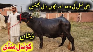 First time and second time and milking buffaloes  Zeeshan Gondal Mandi Attock  Eishan Official [upl. by Ainahs763]