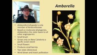 What is an Angiosperm [upl. by Gillan]