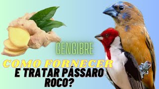 Como fornecer a GENGIBRE para o seu pássaro para tratar a rouquidão [upl. by Cliffes]