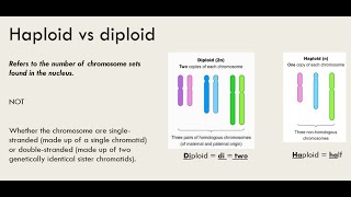 Haploid vs Diploid [upl. by Karleen]