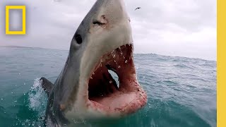 Sharkfest Cinematic  Official Trailer  National Geographic [upl. by Laefar]