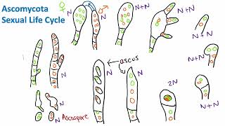 Ascomycota Sexual Life Cycle  Mycology  Biology [upl. by Maris]