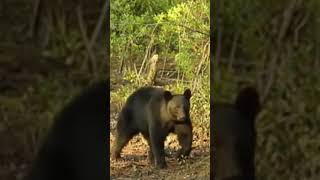 SO CUTE Fascinating Black Bear Encounters in Southwild Expeditions  PART 2 [upl. by Dowell]