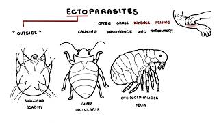 Parasites Overview [upl. by Rosinski]