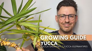 Yucca Yucca gigantea Care Guide and Growing Tips [upl. by Groveman79]