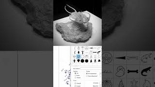 trilobite amp micromine трилобиты майкромайн [upl. by Nagle]