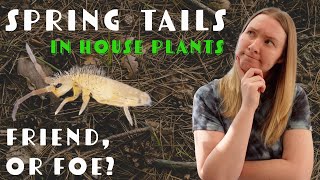 Springtails Found In Houseplant Soil  Should I Panic [upl. by Henarat897]