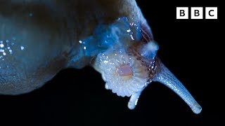 SHOCKING slug mating 😳  Wild Isles [upl. by Charmaine]