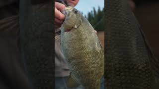 8lb Smallmouth on Dworshak Reservoir Dont Forget to Watch the Full VLOG [upl. by Didier]