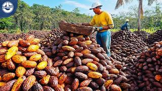 Turning Millions of Cacao Pods into Rich Delicious Chocolate  Mega Factory [upl. by Debby]