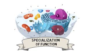 Cell Organization and Compartmentalization [upl. by Enttirb]