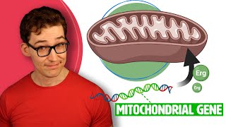 This Gene controls Ergothioneine linked Mitochondrial Benefits [upl. by Allerym121]