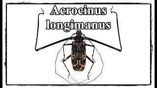 Acrocinus longimanus  Präparation  Mounting [upl. by Goulder]