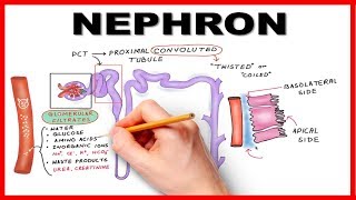 Nephron Function Simplified Hand drawn Animation [upl. by Arihaz]