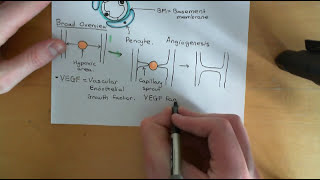 Angiogenesis and Angiotherapy Part 1 [upl. by Ashti]