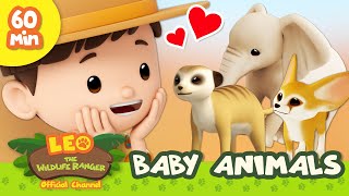 🍼 BABY Animals 🍼 Sloth Fennec Fox amp More  Leo the Wildlife Ranger  Learn Animals  Kids Cartoons [upl. by Puri]