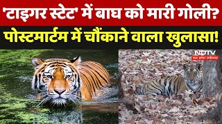 Tiger in Madhya Pradesh Tiger State में बाघ को मारी गोली पोस्टमार्टम में चौंकाने वाला खुलासा [upl. by Arannahs]