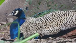 Spa time for wild pheasant in Delhi Peacock has dust bath enjoys time in sand cleans feathers [upl. by Arlynne]