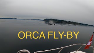 ORCA pass by Pt Gibson while salmon fishing [upl. by Wilburt639]