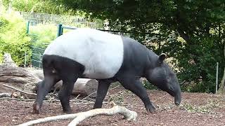 Schabraktapir Malayan tapir at Copenhagen Zoo Tapiru sindicus Zoologisk Have København [upl. by Hareehat]