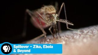 SPILLOVER  ZIKA EBOLA amp BEYOND  Trailer  PBS [upl. by Assenaj]