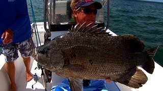 Tripletail Fishing Under Buoys in St Augustine Florida [upl. by Damara]