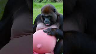 The gorilla is pregnantgorilla babyshortscutefunnyloveanimals [upl. by Zucker]