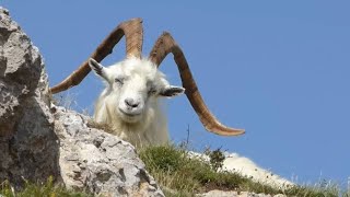 Great Orme Goats enjoying the sun today [upl. by Stokes738]