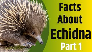 Facts About Echidna  Part 1  The Spiny Egg Laying Mammal  2020 [upl. by Gamal]