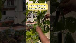 पौधे पर अधिक खीरे कैसे लें समय पर तुड़ाई और पोषक तत्व का महत्त्व Harvest More Cucumbers from Plant [upl. by Onabru]