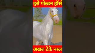 सबसे सुंदर घोड़ा Golden Horse के नाम से मशहूर shorts horse [upl. by Amoreta935]