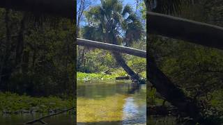 Glide and Glimmer Early Morning Kayaking Adventures in Rock Springs Florida [upl. by Aivek878]