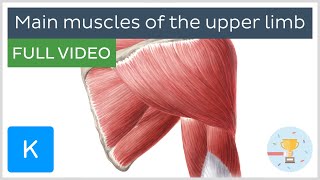 FULL VIDEO Main muscles of the upper limb  Human Anatomy  Kenhub [upl. by Renee]