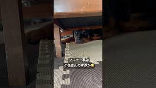 ソファーの裏で生活するデカ犬 [upl. by Misak]