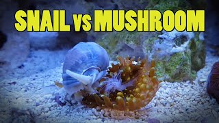 CORAL WARS Nassarius Snail vs Ricordea Yuma Mushroom  BLUE DAMSEL [upl. by Riay824]