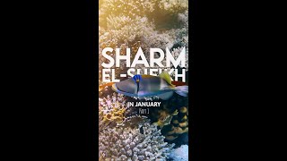 Sharm ElSheikh  Egypt in January  Part 1 [upl. by Hachman421]