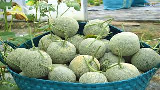 WOW Amazing Agriculture Technology  Rockmelon [upl. by Asaeret]