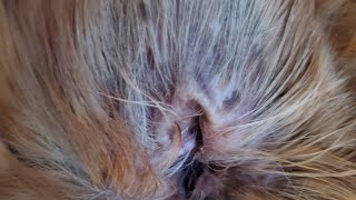 1 Tip How to Clean Dogs Ear to get Wax and Dirt Buildup Removed Pet home Care Dirty Pet Ears [upl. by Akirej]