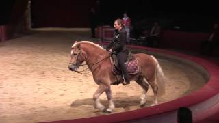 Haflinger zeigt Piaffe amp Passage bei Fachtagung 2015 Anja Beran amp Jana Mandana [upl. by Dahsraf]