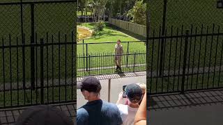 Steve Irwins Australia zoo with my family watching Robert Irwin feeding the Crocs today shorts [upl. by Ztnahc]