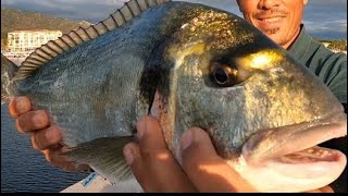 Le montage pour pêcher cette dorade royale en surfcasting a Sète [upl. by Hsiekal]