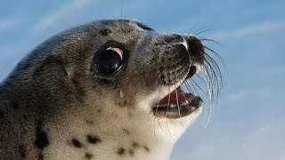 Seals Yelling Like Humans  Top 10 Compilation  Screaming Seals [upl. by Ianej496]